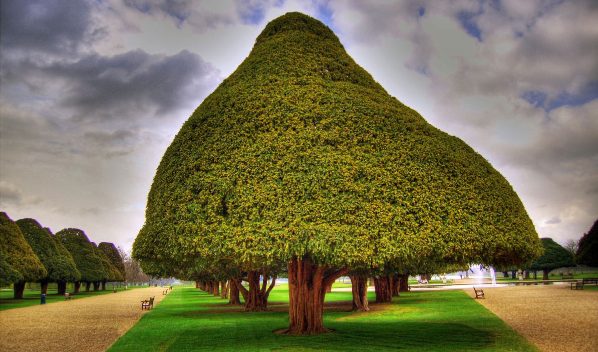 Photo of 350 year-old
yew tree courtesy of Giorgos Vintzileos.
http://www.flickr.com/photos/vintzileos/439914163/